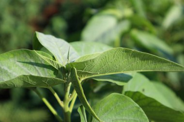 Tropik bir bitkinin taze yaprakları