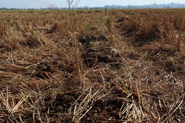 Kurak mevsimde kuru pirinç tarlaları 