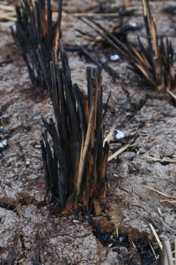 Kuru pirinç tarlalarının dokusu yanmış.