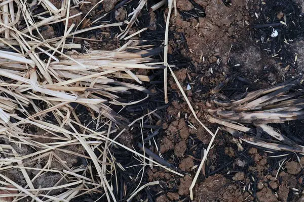 Kuru pirinç tarlalarının dokusu yanmış.