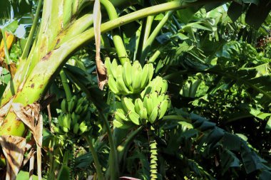 Ağaçta yeşil muz meyvesi