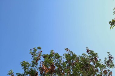 Tropikal ağaçlardaki yeşil yaprakların arka planı. mavi gökyüzü arkaplanı