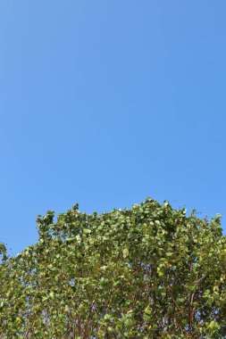 Tropikal ağaçlardaki yeşil yaprakların arka planı. mavi gökyüzü arkaplanı