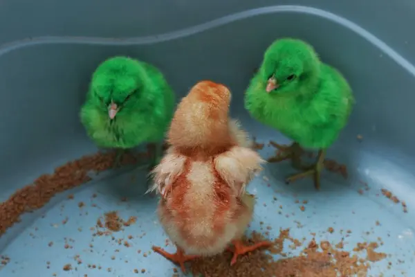 Küçük yeşil bir tavuğun yakın çekimi (Ayam Warna Warni)