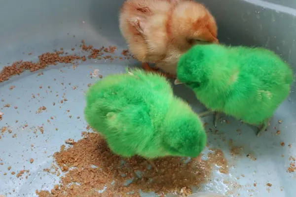 Küçük yeşil bir tavuğun yakın çekimi (Ayam Warna Warni)