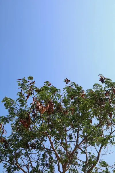 mavi gökyüzü arka planında yeşil yapraklar