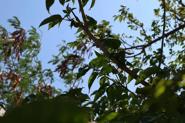 Güzel botanik fotoğrafı, doğal duvar kağıdı.