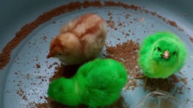 Küçük yeşil bir tavuğun yakın çekimi (Ayam Warna Warni)