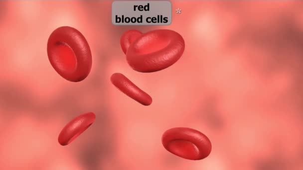 Células Sanguíneas São Componentes Celulares Sangue Incluindo Glóbulos Vermelhos Eritrócitos — Vídeo de Stock