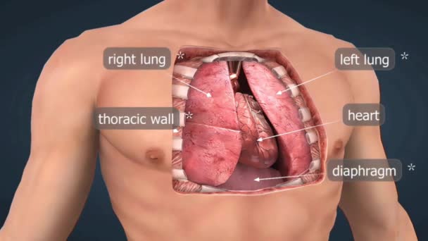 Das Herz Befindet Sich Brustkorb Und Zwar Innerhalb Des Mediastinums — Stockvideo