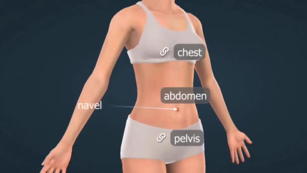Kadın Vücudu Çeşitli Anatomik Parçalardan Oluşur Her Biri Sağlık Üreme — Stok video