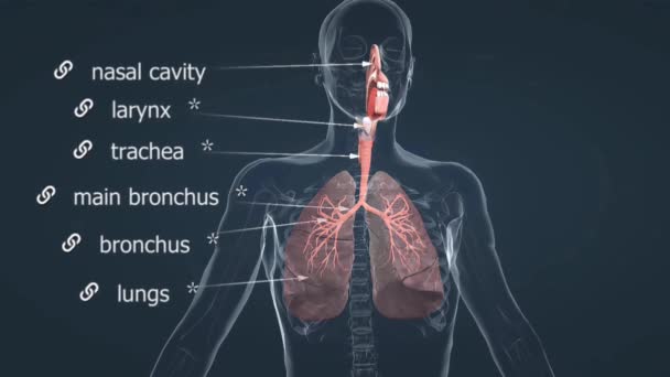 人类呼吸系统由呼吸道 肺和相关结构组成 负责身体和环境之间的氧气和二氧化碳的交换 — 图库视频影像