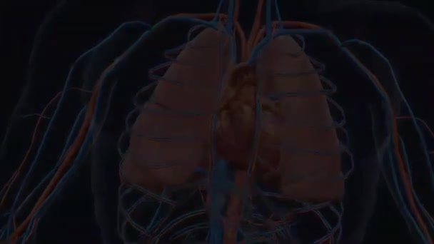 当血凝块 通常来自腿部的深静脉 进入肺部 堵塞肺动脉时 就会发生肺栓塞 — 图库视频影像