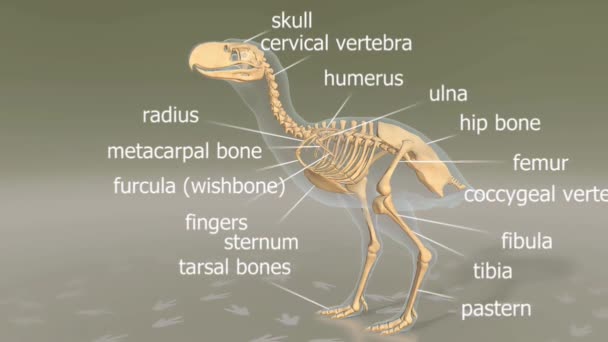 恐怖的鸟类 正式名称为Phorusrhacids 拥有强大的腿 强健的喙和巨大的威胁性身材 他们有锋利的爪子 是史前南美洲可怕的掠夺者 — 图库视频影像