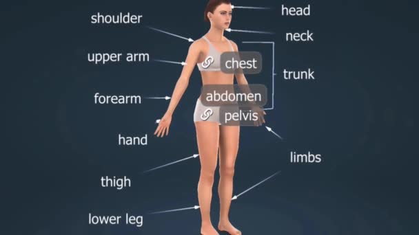 Human Female Body Comprises Diverse Anatomical Parts Including Reproductive System — Wideo stockowe