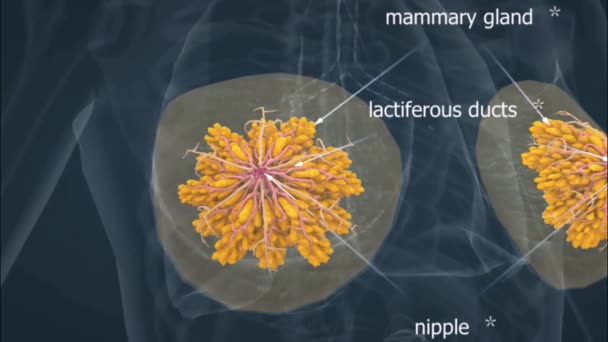 Mamas Femininas Humanas Consistem Tecido Glandular Especializado Ductos Tecido Adiposo — Vídeo de Stock