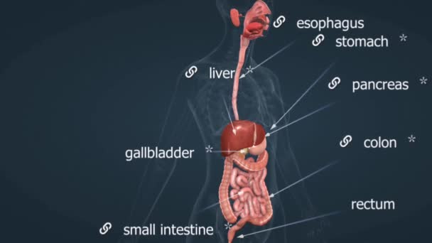 探索从口到肠 构成消化系统的器官和组织的复杂网络 了解其在吸收营养和消除废物方面的功能和过程 — 图库视频影像