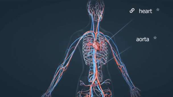 Sistema Cardiovascular Humano Una Compleja Red Vasos Sanguíneos Incluyendo Arterias — Vídeos de Stock