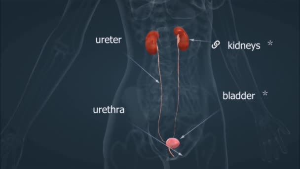 Das Menschliche Ausscheidungssystem Bestehend Aus Organen Wie Nieren Harnleiter Blase — Stockvideo