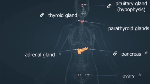 Glândulas Hormonais Femininas Humanas Compreendem Órgãos Como Ovários Glândula Pituitária — Vídeo de Stock