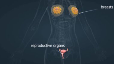 The human female reproductive system encompasses organs such as the ovaries, fallopian tubes, uterus, and vagina, facilitating fertility, menstruation, and pregnancy.