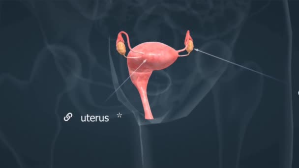 Anatomy Human Female Reproductive Organs Includes Structures Ovaries Fallopian Tubes — Stockvideo