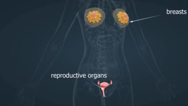 Human Female Reproductive System Encompasses Organs Ovaries Fallopian Tubes Uterus — стоковое видео