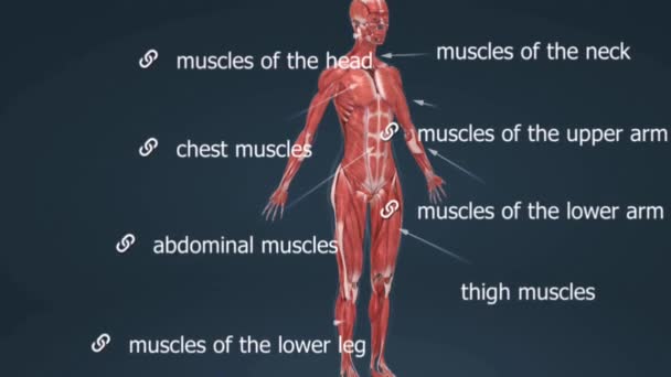Det Mänskliga Muskelsystemet Ett Komplext Nätverk Över 600 Muskler Som — Stockvideo