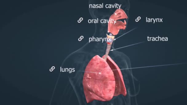 Solunum Sistemi Akciğerler Hava Yolları Ilgili Yapılardan Oluşan Karmaşık Sistem — Stok video