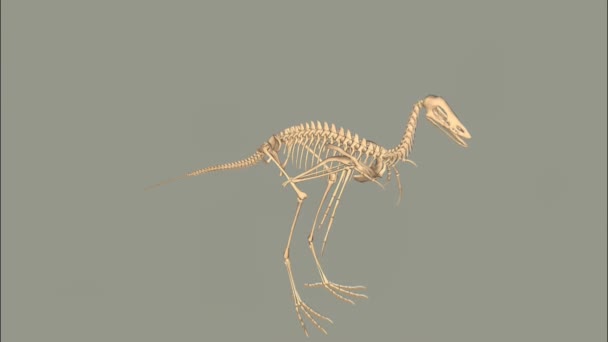 Archaeopteryx 화석화 해골은 날카로운 꼬리를 특징으로하는 아비안과 파충류 특성을 혼합하여 — 비디오