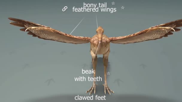 Archaeopteryx スポーティング羽毛の翼と爬虫類の尾 この古代の生き物は鳥類と爬虫類の特徴のブレンドを表示し 現代の鳥への進化の旅における移行解剖学の顕著な化石記録として役立ちます — ストック動画
