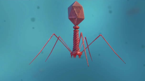 Batteriofago Tipo Virus Che Infetta Replica All Interno Dei Batteri — Video Stock