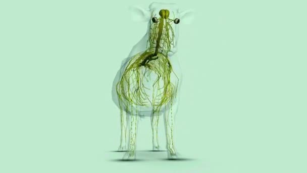 Rindernervensystem Das Nervensystem Von Rindern Einschließlich Gehirn Rückenmark Und Peripheren — Stockvideo