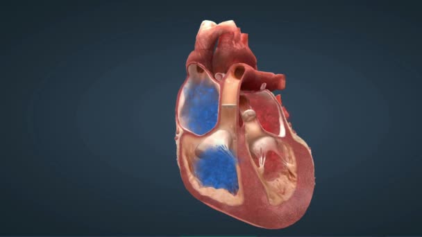 Fungsi Katup Jantung Katup Jantung Mengatur Aliran Darah Dalam Ruang — Stok Video