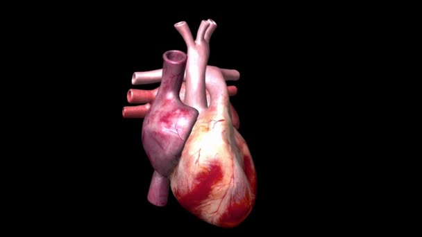 Heart Muscular Organ Responsible Pumping Oxygen Rich Blood Throughout Body — Stock Video