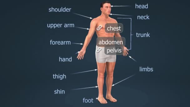 Części Ciała Ludzkiego Ciało Ludzkie Składa Się Różnych Części Tym — Wideo stockowe