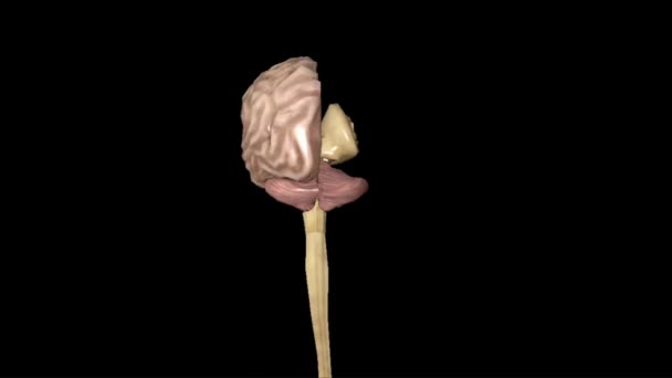 人間の脳解剖学 脳幹を含むいくつかの領域に分割され 感覚認識 運動制御 感情を調整し 神経系の中央コマンドセンターとして機能する — ストック動画