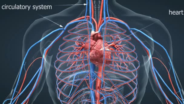 人类循环系统 由心脏 血管和血液组成 循环系统将氧气 营养物质 激素和废物输送到全身 — 图库视频影像
