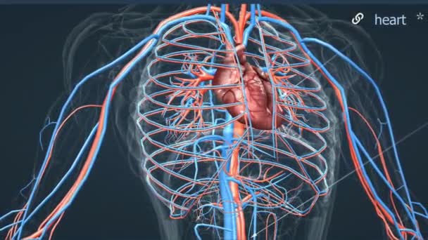 Human Heart Positioned Chest Cavity Lungs Human Heart Muscular Organ — Stock Video