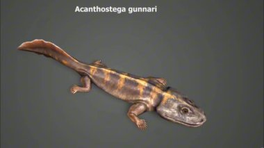 Acanthostega (anlamı 