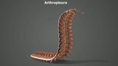Artropleura (Yunanca: 