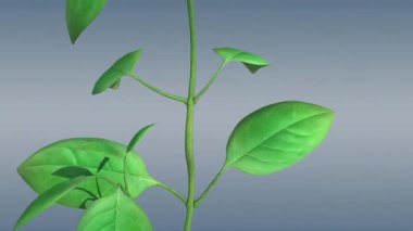 Xylem ve phloem bitkiler arasında su, mineral ve besin taşıyan vasküler dokulardır..