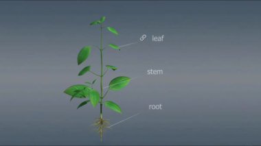 Kökün birincil dokuları, dıştan içe doğru, epidermis, korteks ve vasküler silindir. Epidermis ince duvarlı hücrelerden oluşur ve genellikle tek bir hücre katmanıdır.