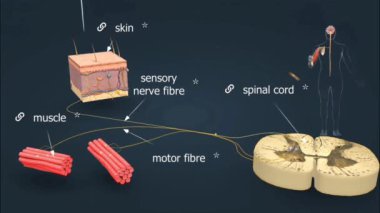 Refleks yayı, vücuttaki refleksi kontrol eden sinirsel bir yoldur..