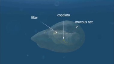 Larvaceans ya da apandistler, sınıf apandisitleri, dünya okyanusları boyunca tek başlarına yüzen tuniklerdir..