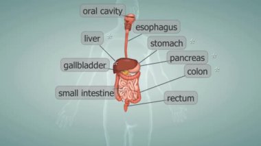 İnsan sindirim sistemi ya da sindirim sistemi (sindirim kanalı ya da sindirim sistemi), besinleri parçalayan ve vücudun hücrelerine besin taşıyan bir dizi içi boş organdır..