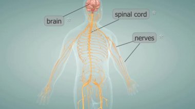 İnsan sinir sistemi, vücut parçalarının birbirleriyle iletişim kurması için elektriksel ve kimyasal sinyaller kullanan bir sinir dokusu ağıdır..