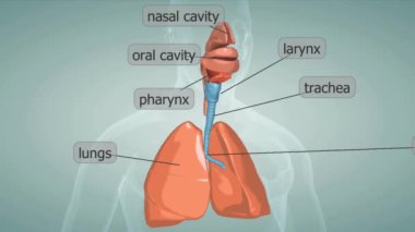 İnsan solunum sistemi, vücutta gaz alışverişine olanak sağlayan organlardan oluşur..