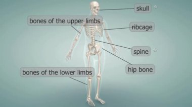  Human skeleton, the internal skeleton that serves as a framework for the body