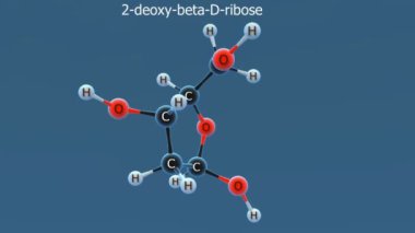 2-deoksi-D-riboz nadir bulunan bir şeker ve deoksipentozdur. İnsan, fare ve Saccharomyces cerevisiae içerir..